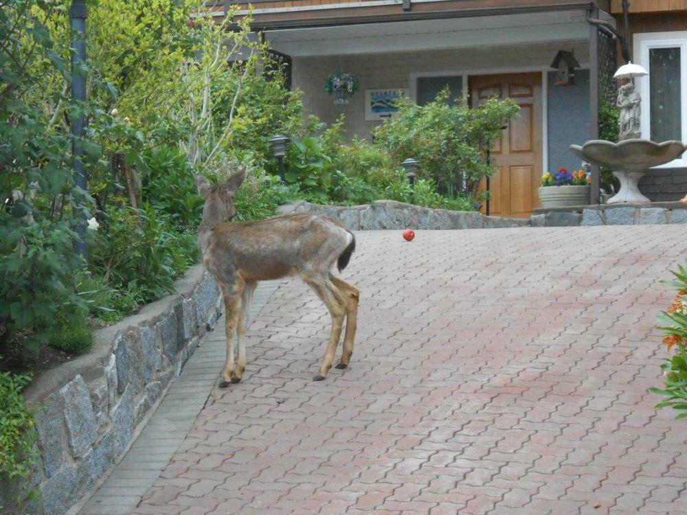 Mountain Bed & Breakfast North Vancouver Esterno foto